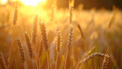 Fototapeta premium the natural scenery in the morning with warm golden yellow sunlight