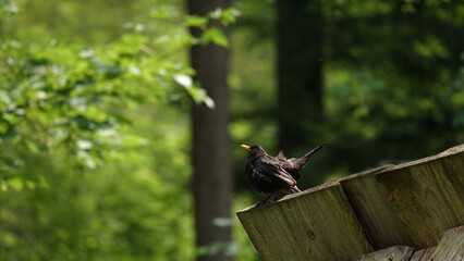 Kopciuszek zwyczajny na tle zielonego gęstego lasu © tomo81