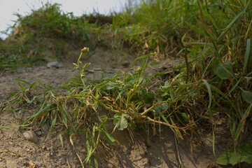 grass step