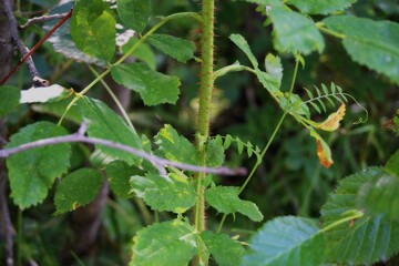 thorn bush close up