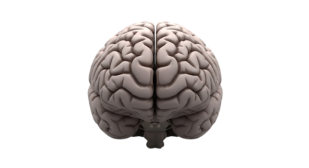Human Brain Anatomical Model Isolated on Black Background for Neuroscience Education and Medical Research