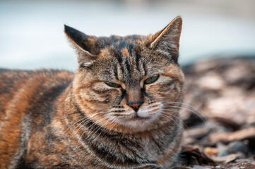 A close-up of a tabby cat lying on its stomach