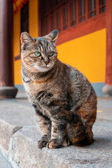 A close-up of a tabby cat in a temple