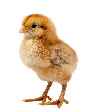 Young chicken, light orange, fluffy