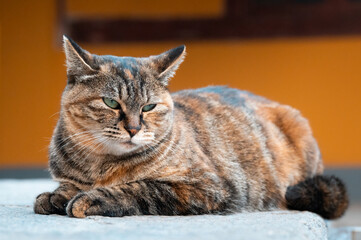 A close-up of a tabby cat lying on its stomach