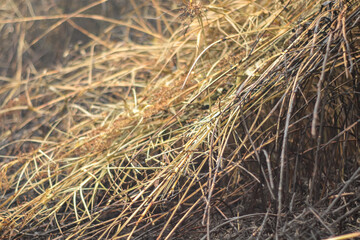 Peatland fires in Kalimantan occur almost every dry season, spreading haze across regions and severely disrupting public activities, air quality, and even flights in affected areas.