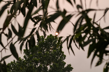 Thick haze from forest fires dims the sunlight, casting a muted glow behind tree silhouettes, as smoke-filled air obscures visibility and creates an eerie, suffocating atmosphere.