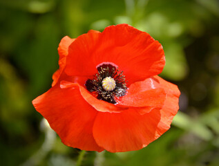 Wild Poppy Dreams: A Burst of Crimson Beauty in Portugal