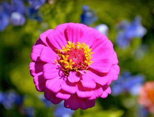 Zinnia's Delight: A Vibrant Collection of Floral Beauty in Portugal