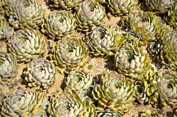 Succulent Symphony: The International Garden Festival of Ponte de Lima in Portugal