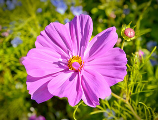 Cosmos Charm: A Mexican Beauty Blooming in Portugal, Ponte de Lima