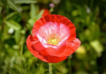 Vibrant Red Poppy: Nature's Bold Impression in Portugal