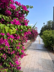 flowers in the garden