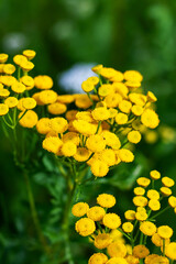 A vibrant bunch of small yellow flowers is growing on a lush green plant