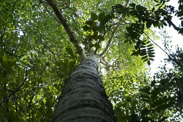 Fototapeta premium down up view of a tree