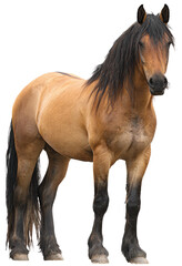 Obraz premium Full shot of a light brown horse