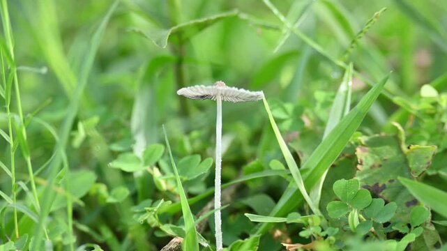 Coprinopsis lagopus mushroom. It &nbsp;is a species of&nbsp;fungus&nbsp;in the family&nbsp;Psathyrellaceae. It is commonly known as the&nbsp;harefoot mushroom. It is a delicate and short lived fungus.
