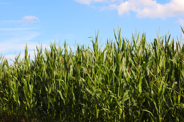 Lush Green Cornfield Under Blue Sky
