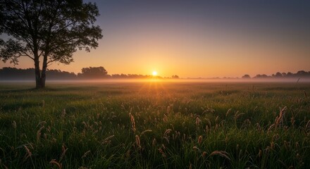 Nature wallpaper. Sunrise Over Misty Meadow with Tall Grass and Tree Silhouette