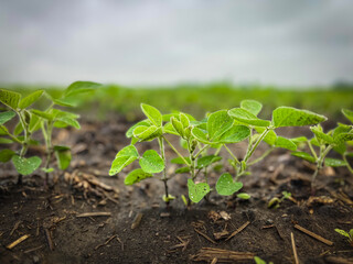 Selective focus on young soybean plants in a no-till agricultural field. Captured in early June in the Midwest USA. Soft blue morning sky overhead.