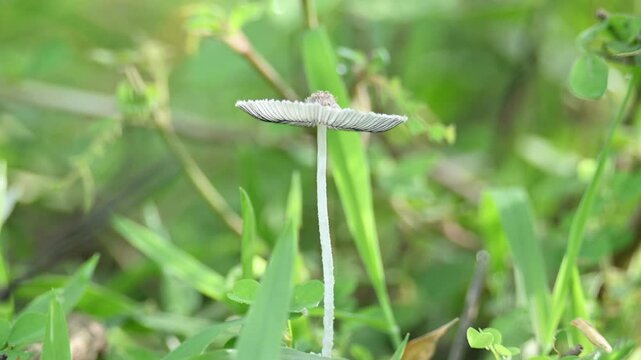 Coprinopsis lagopus mushroom. It &nbsp;is a species of&nbsp;fungus&nbsp;in the family&nbsp;Psathyrellaceae. It is commonly known as the&nbsp;harefoot mushroom. It is a delicate and short lived fungus.
