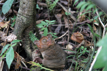 Bohol tarsiers, specifically the Philippine tarsier (Tarsius syrichta) at the jungle. 