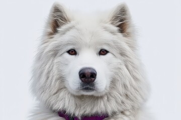 Fototapeta premium Majestic Samoyed dog with fluffy white fur and expressive eyes exuding warmth, loyalty, and confidence against a soft minimalistic backdrop conveying a sense of serene companionship