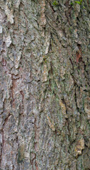 Beautiful close-up of the bark of cercis canadensis