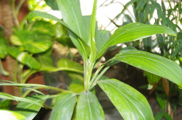 Fototapeta premium Beautiful green plants and leaves home garden closeup
