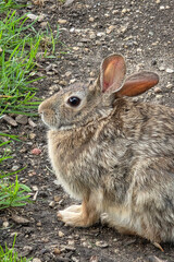 wild rabbit sitting near grass in the dirt