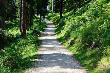A peaceful forest trail winds through lush greenery with tall trees casting dappled shadows on the path. Ferns and grass line the edges, creating a serene and inviting atmosphere.