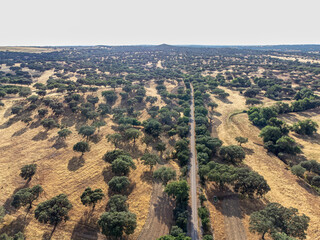 Aerial view of a scenic ecotrail built on a former railway line, winding through Alentejo fields with holm oaks and cork oaks under the Portuguese sun.