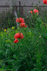 Red Poppies and Green Stems in a Garden