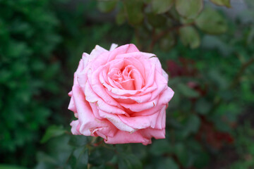 Close-Up of a Pink Rose in a Garden.