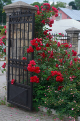 Red Rose Bush by a Stone and Metal Fence.