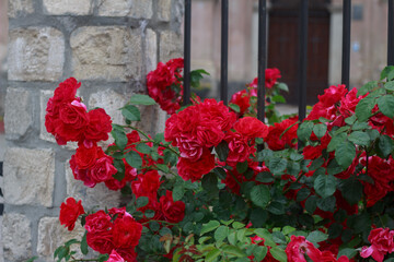 Red Rose Bush by a Stone and Metal Fence.