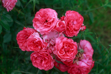 Close-Up of a Pink Rose Bush.