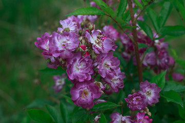 Close-Up of a Pink and White Flower Cluster.