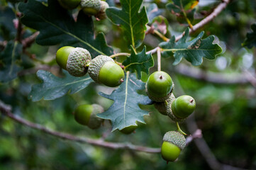 acorns on the tree