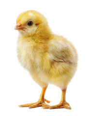 Fototapeta premium Yellow chick, fluffy and alert, facing forward