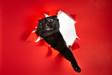 Cute black domestic house cat playful reaching one paw through ripped hole in red background 