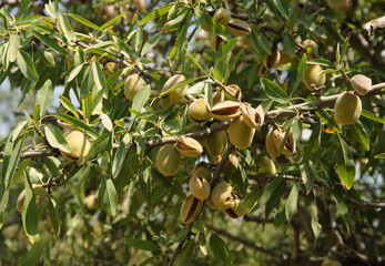 Ripe almonds on the tree branch.