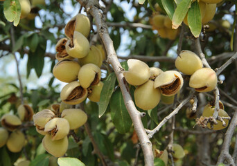 Ripe almonds on the tree branch.