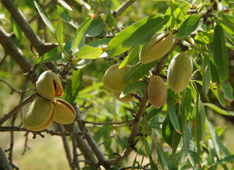 Ripe almonds on the tree branch.