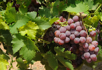 Close up of ripe purple grapes hanging on the vine in a vineyard at sunset.