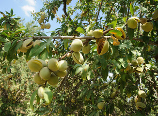 Ripe almonds on the tree branch.