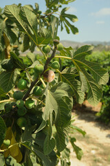 Close-up of a fig tree branch with lush green leaves and young figs.
