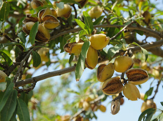 Ripe almonds on the tree branch.