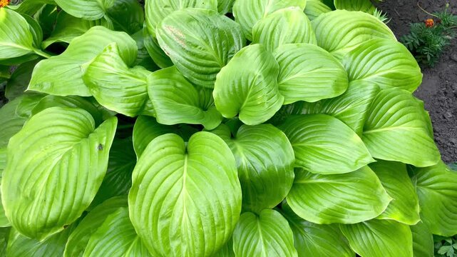 Large shiny juicy hosta leaves