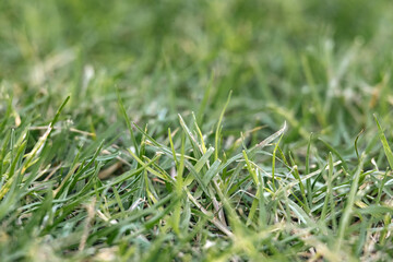 Green mown lawn, natural grass background, bokeh, selective focus.